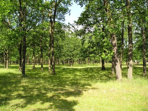 Bild der Wuhlheide