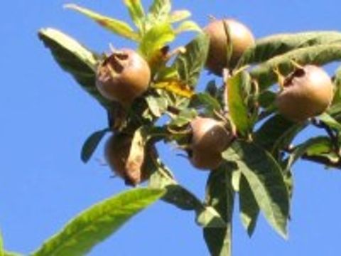 Streuobstwiese Altglienicke