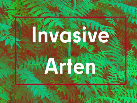 Farbig nachbearbeitetes und kontrastreiches Bild eines starken Götterbaumaufwuchses mit dem Schriftzug "Invasive Arten"