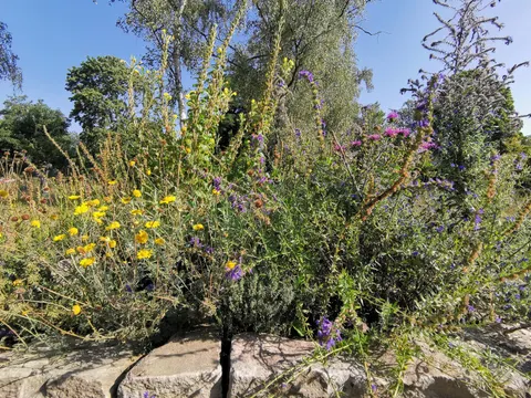 Verschiedene blühende Blumen auf einer Natursteinmauer
