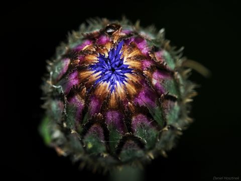 Kornblume