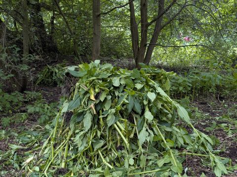 Entferntes Drüsiges Springkraut