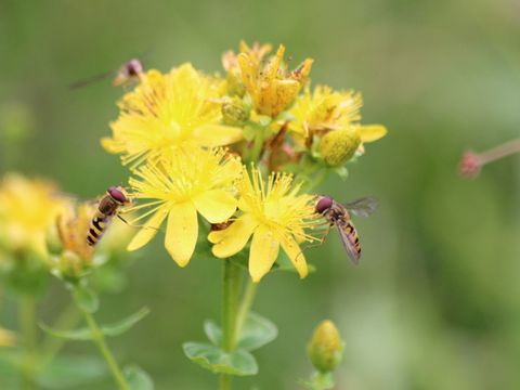 Wildbienen