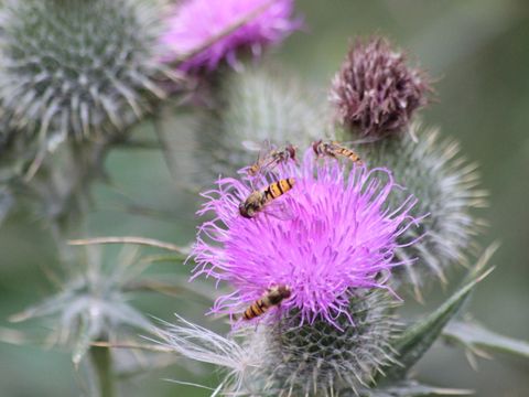 Wildbienen