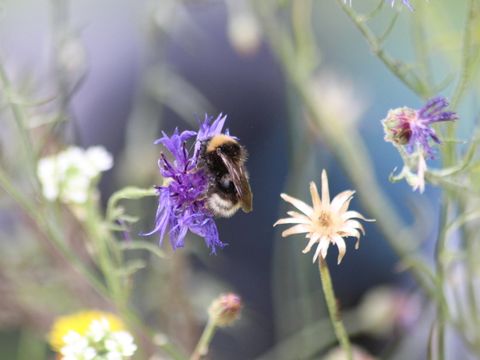 Wildbienen