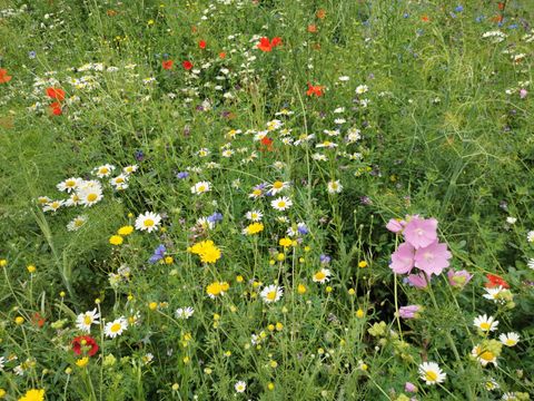 BlÃ¼hende Wildblumenwiese mit Klatschmohn, Margeriten, Kornblumen und vielen weiteren Arten