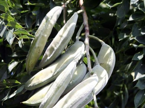 (Bild: Hardyplants)