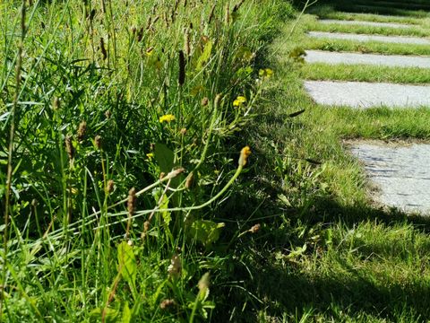 Friedhof Oberschöneweide - Blumen