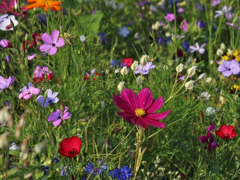 Blumenwiese