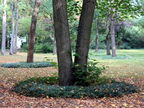 Friedhof Baumschulenweg Baumbeisetzung