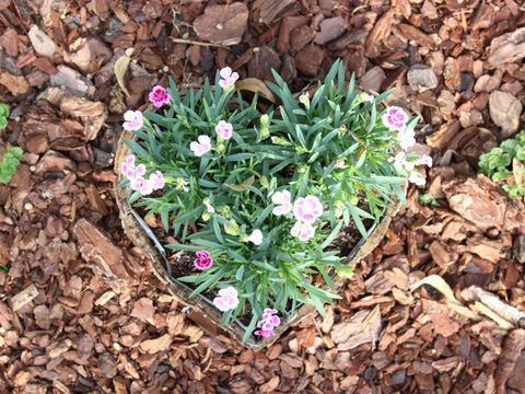 Grabschmuck in Herzform auf dem Friedhof Bohnsdorf
