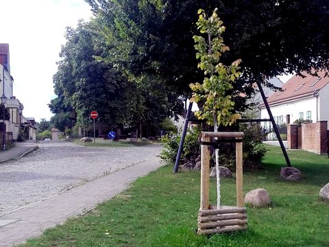 Junger Straßenbaum