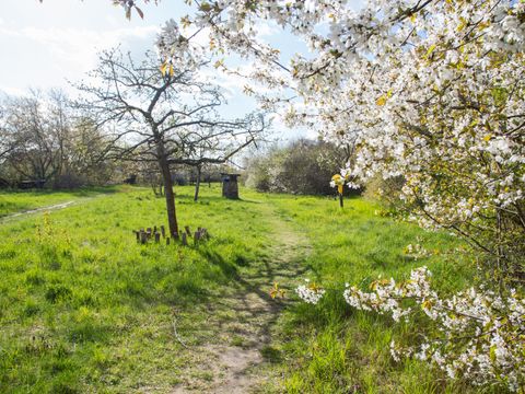 Blühende Obstwiese am Gerosteig