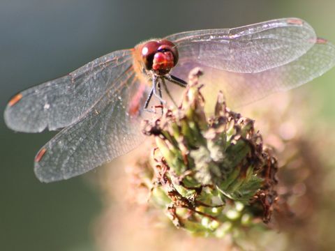 Heidelibelle