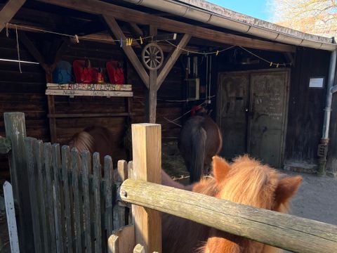 Ein Pferd steht im Gehege.