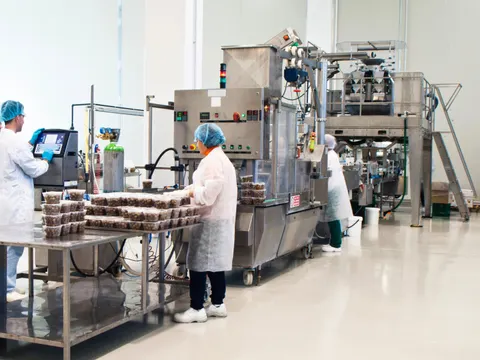 Oliven Produktion