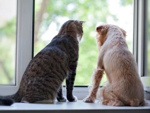 Eine Katze und ein Hund schauen gemeinsam aus einem geöffneten Fenster.