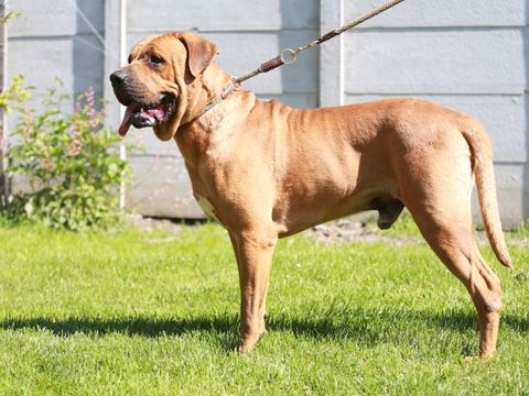 Japanische Rasse Tosa Inu Hund im Garten