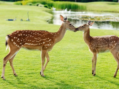Rehe (Capreolus capreolus)