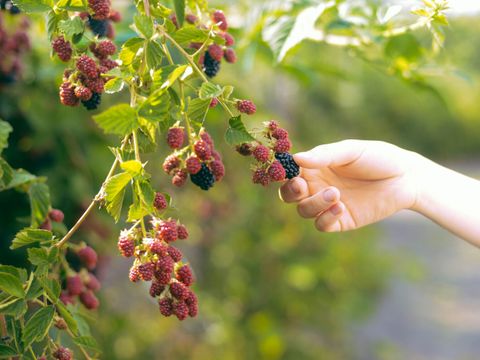 Eine Hand pflückt Brombeeren (Bild: ch_ch - depositphotos.com)