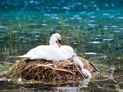 Schwan-Nest - Mutter mit Kind