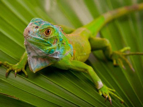 Grüner Leguan auf Blatt