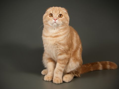 Schottische Falte Kurzhaarkatze auf farbigen Hintergründen