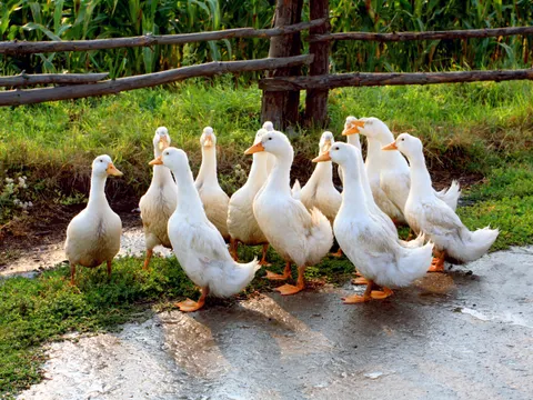 Weiße gans auf ländlichen bauernhof