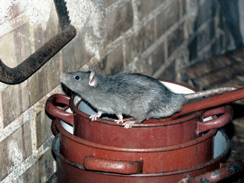Ratte auf Kochtöpfen
