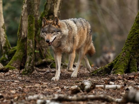 Wolf (Bild: waitandshoot / Depositphotos.com)