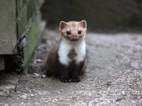 Steinmarder