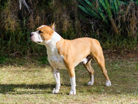 American Staffordshire terrier