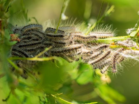 Nest des Eichenprozessionsspinners