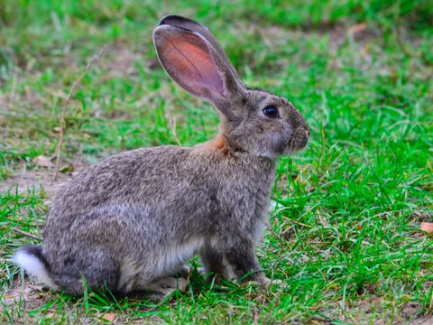 Hase auf der Wiese