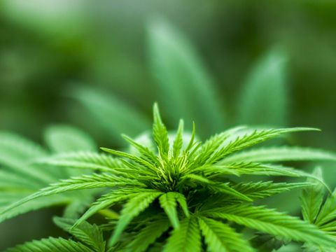 Blühende Marihuana-Pflanzen mit frühen Blüten, Sativa-Hanfblätter.