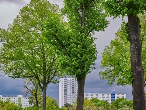 Bäume im Vordergrund, im Hintergrund Hochhäuser