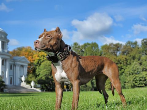 Pitbull auf grünem Rasen