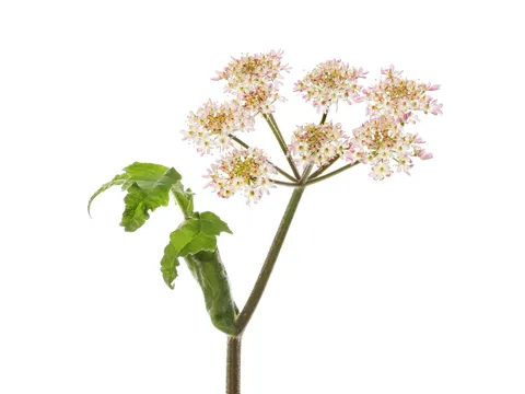 Abbildung von Blüte und Laub vom Riesenbärenklau