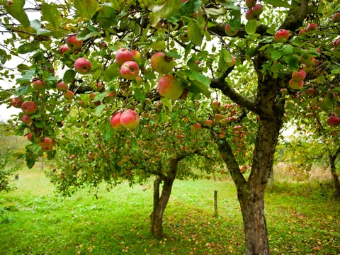 Apfelbäume mit roten Äpfeln