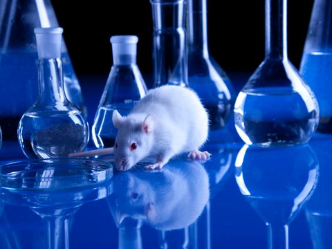 Eine Ratte läuft im Labor zwischen Reagenzgläsern rum