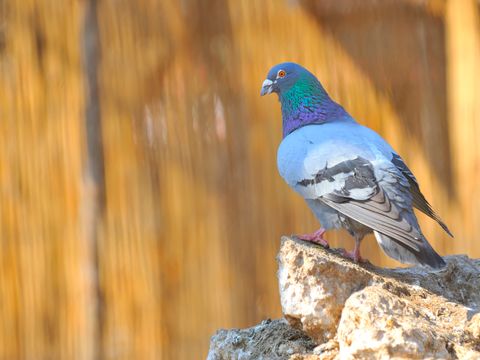 Taube auf Steinen im Frühling