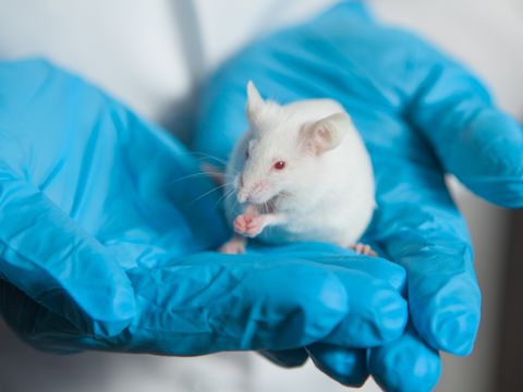 Eine kleine weiße Maus mit roten Augen in der Hand eines Wissenschaftlers mit einem blauen Gummihandschuh.