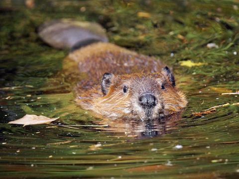 Schwimmender Biber