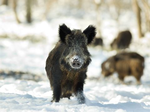 Wildschwein im Schnee