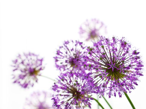 Beautiful Allium / abstract on white