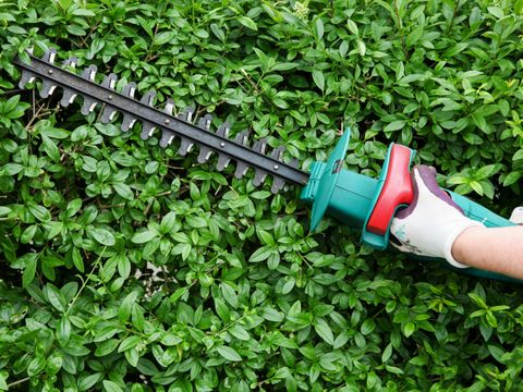 Gartenhecke schneiden