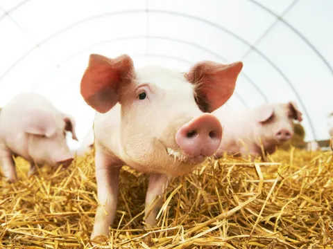 Schweine im Stroh