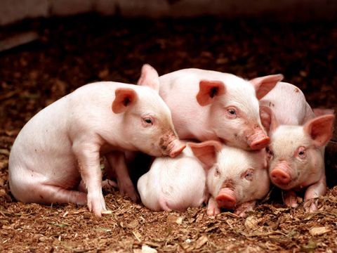 fünf kleine Ferkel kuscheln