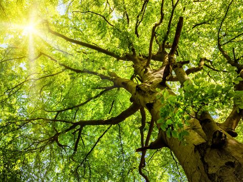 Sonne, die durch eine alte Buche scheint