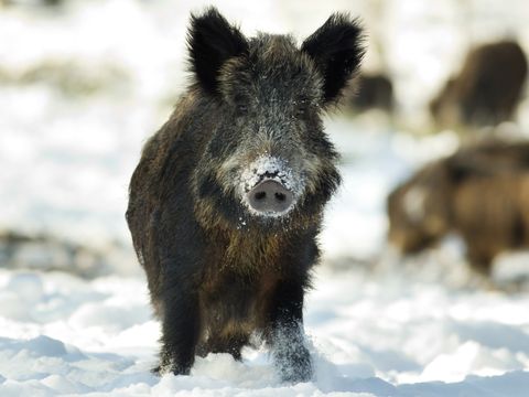 Wildschwein im Schnee